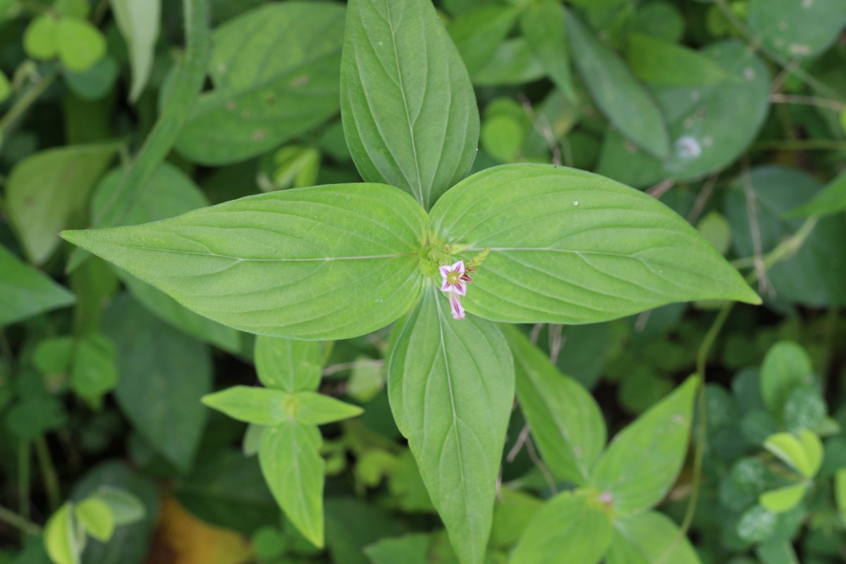 Spigelia anthelmia L.